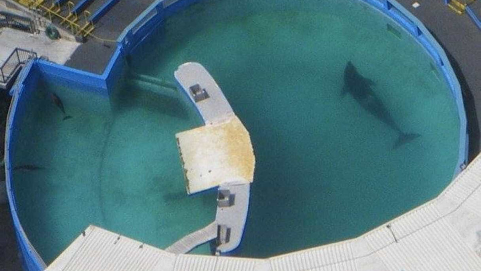 A orca Lolita vai (finalmente) ser libertada após 52 anos em cativeiro 