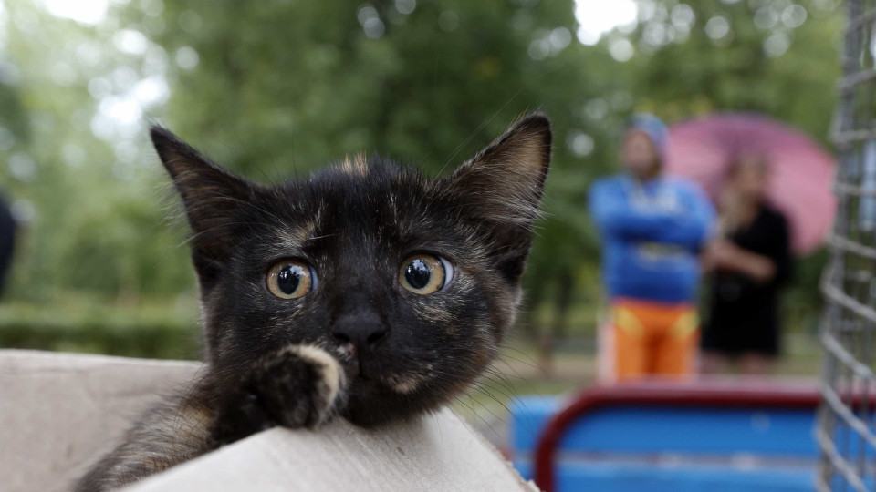 Viseu quer evitar proliferação de gatos nas ruas