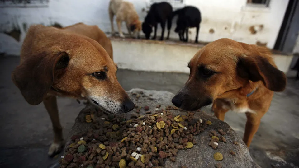 IRA resgata 7 animais abandonados em quinta de toureiro em Vendas Novas