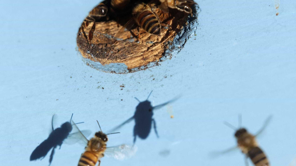 Homem morre após ser picado por enxame de abelhas ao mover saco de terra