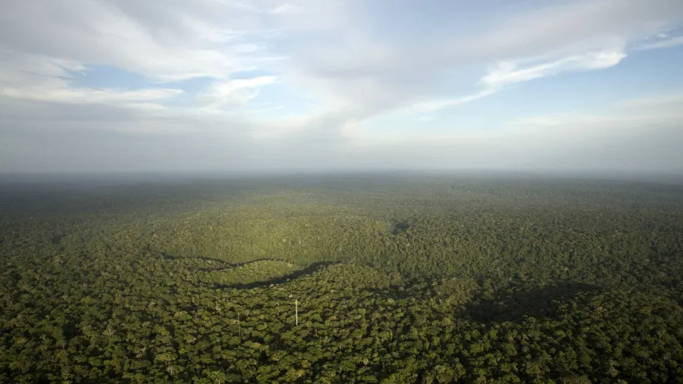 Planeta perdeu em 2022 área de floresta equivalente ao tamanho da Suíça