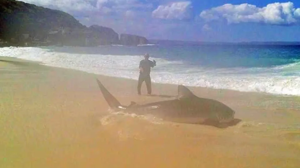 Só com linha, pesca tubarão de quatro metros