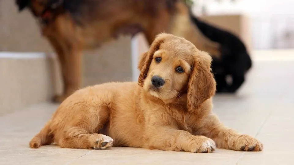 Reino Unido proíbe lojas de animais de venderem cães e gatos bebés