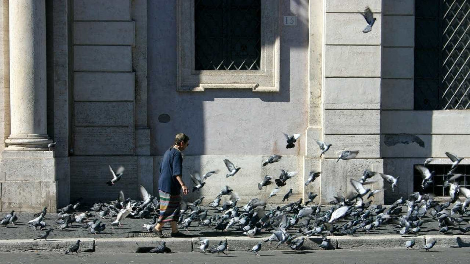 PAN quer "pombal contracetivo" em cada freguesia de Lisboa