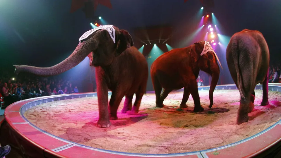 Campanha quer dar nova vida a animais do circo