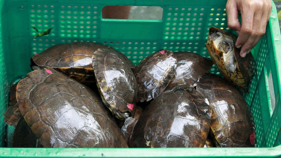 México apreendeu mais de 15.000 tartarugas a caminho da China