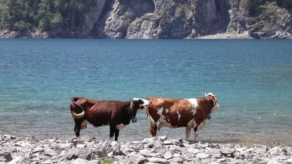Duas mulheres e um homem atacados por vacas e touro em praia escocesa