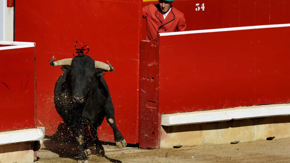 Época taurina em Portugal "superou as expectativas"