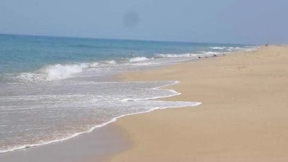 Síndrome paralisante está a afetar aves marinhas da Ilha Deserta