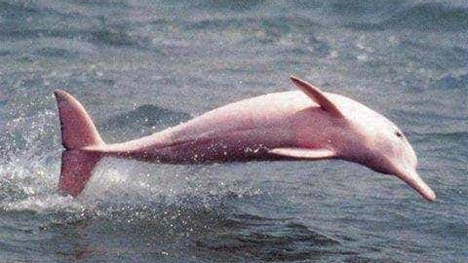 Pinky, o golfinho cor-de-rosa que encantou as redes sociais