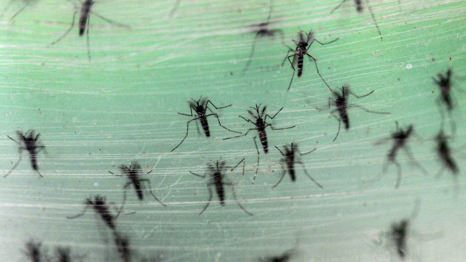 Sudão: Propagação de dengue "catastrófica" causa centenas de mortes