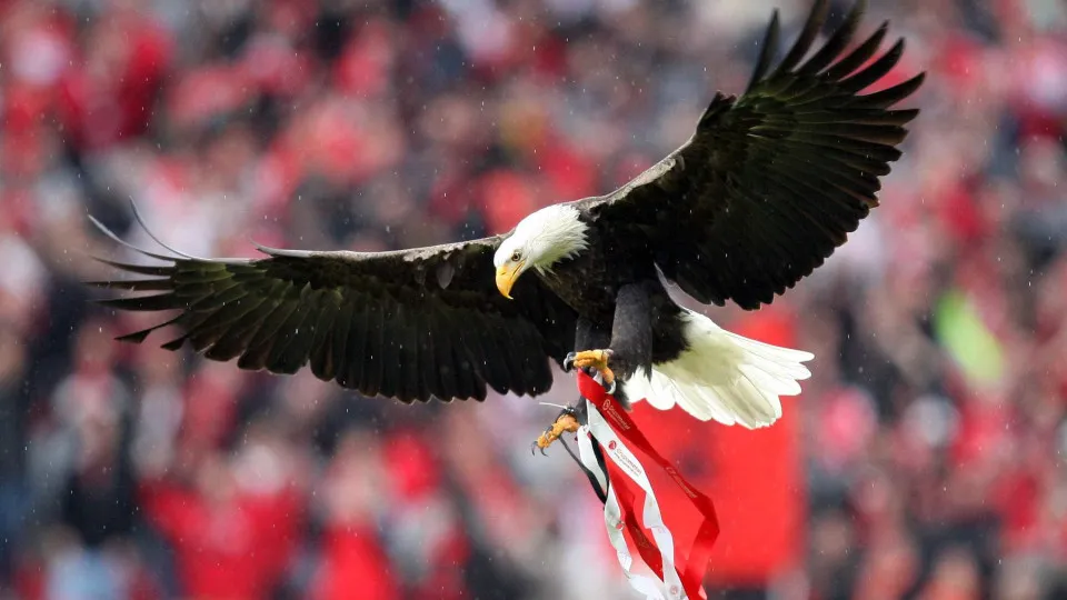 Benfica doa um milhão de euros para aquisição de material médico