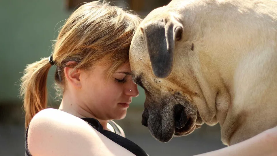 Cães são capazes de detetar pessoas de luto