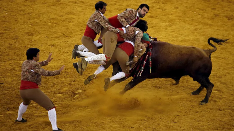 Doze forcados feridos numa corrida de touros em Reguengos de Monsaraz