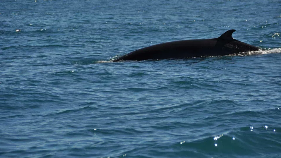 Baleia anã e tubarão-frade avistados na costa algarvia