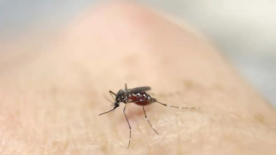 Mosquito que transmite dengue e zika detetado em Cascais e em Pombal