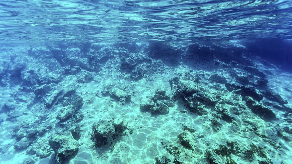 Solução para fim do plástico no mar pode estar num fungo que vive no mar