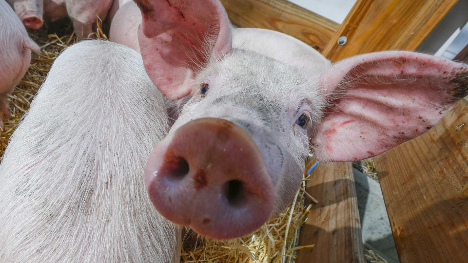 Bruxelas prevê recorde nas exportações de carne de porco este ano