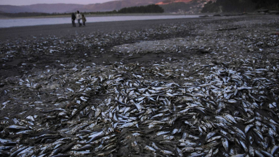 Portugal aguarda na próxima semana parecer sobre sardinha