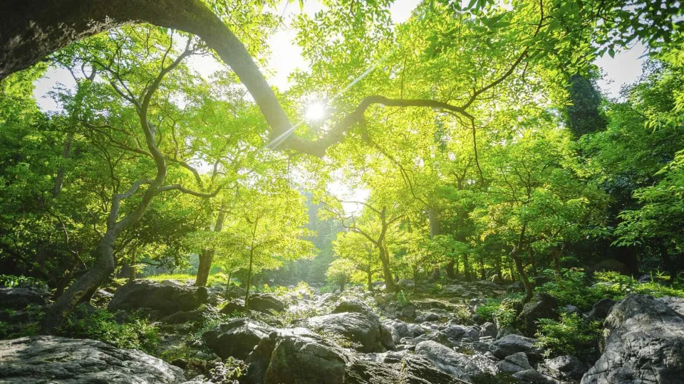 Estudante de Amarante faz voluntariado de natureza na Indonésia