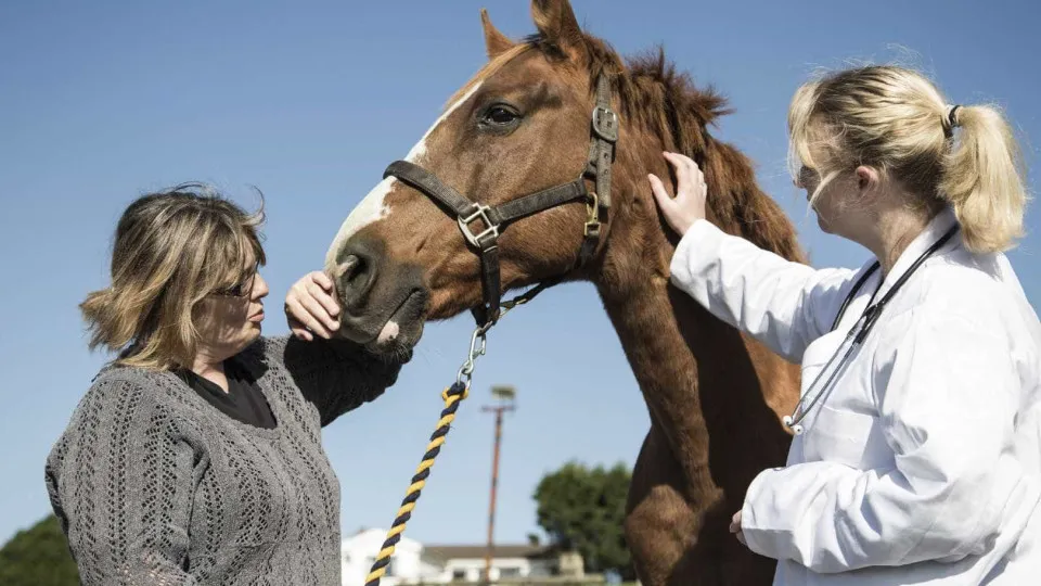 Como a terapia animal pode ser a solução que faltava