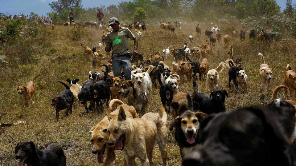 Mais de um milhão de cães vadios vivem em liberdade na Costa Rica