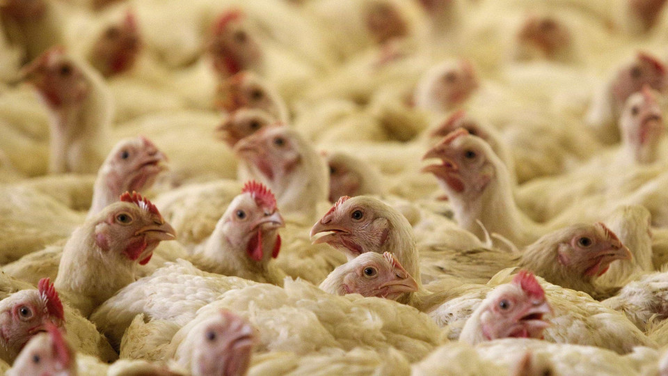 Incêndio destrói aviário em Vouzela e provoca morte a 8.000 galinhas