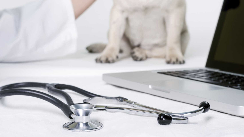 Negócio das empresas veterinárias cresce 6,1% em 2023 para 385 milhões