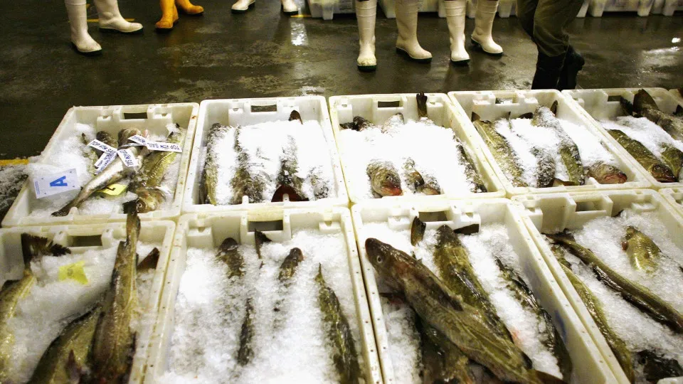 Maioria de pescado comido em Portugal e Mediterrâneo é importado