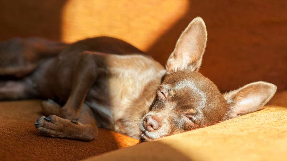 Como manter o seu cão calmo durante o fogo de artifício