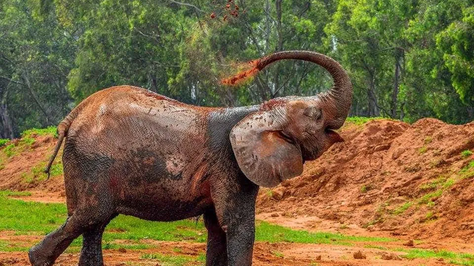 Zoo: Menina de 7 anos morre em Marrocos após elefante atirar pedra