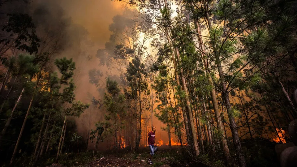 incêndio, bombeiros, fogo, chamas, Madeira