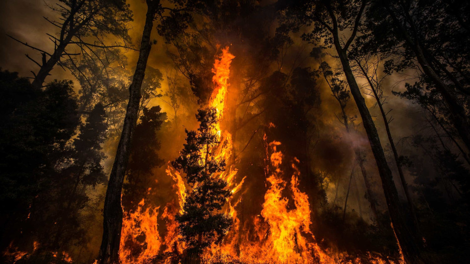 Barcelos estima área de floresta ardida em três mil hectares