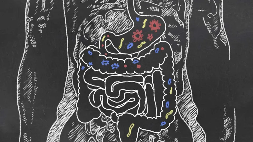 Encontrada ligação entre bactérias fecais e obesidade