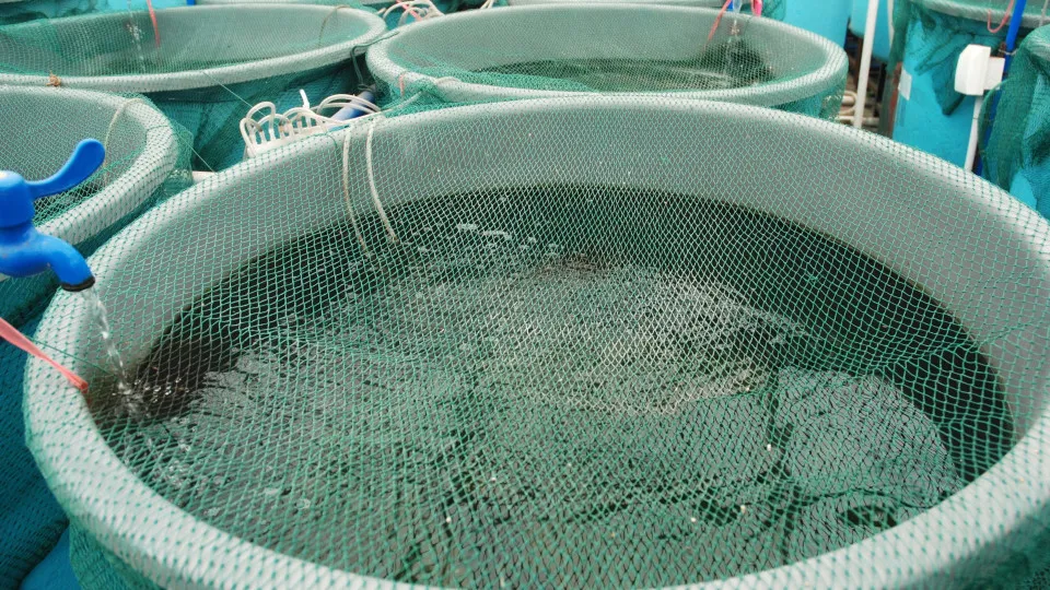 Qualidade da água afeta comportamento dos peixes de aquacultura