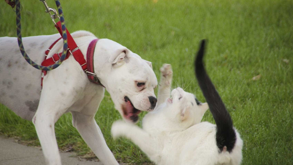 Porque é que os cães e os gatos tendem a dar-se mal?