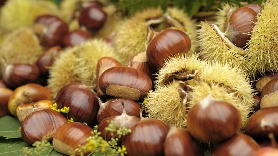 Dez pessoas surpreendidas a roubar 170 quilos de castanhas