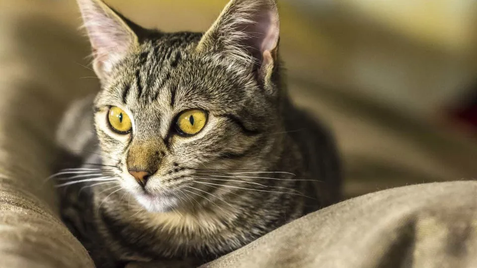 Duas coisas que nunca deve partilhar com o seu gato