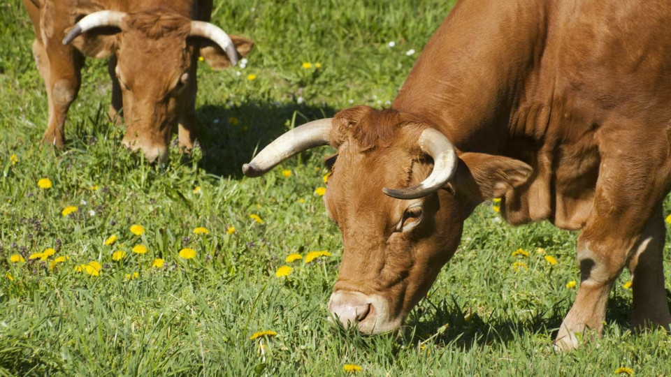 Vírus afeta bovinos em Espanha e restrições abrangem Portugal