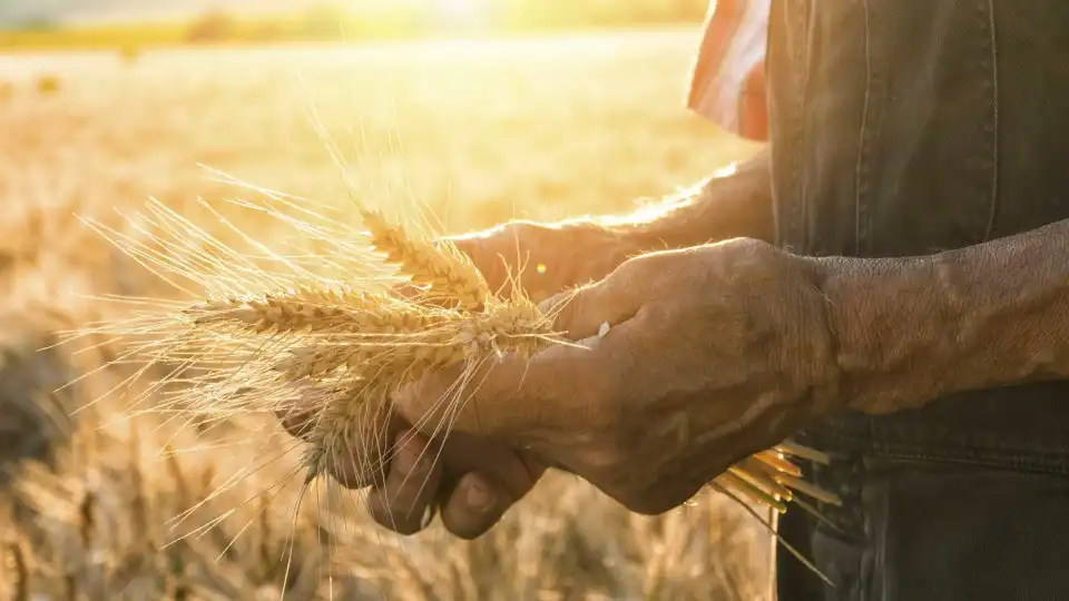 IFAP pagou mais de 61 milhões aos agricultores em setembro