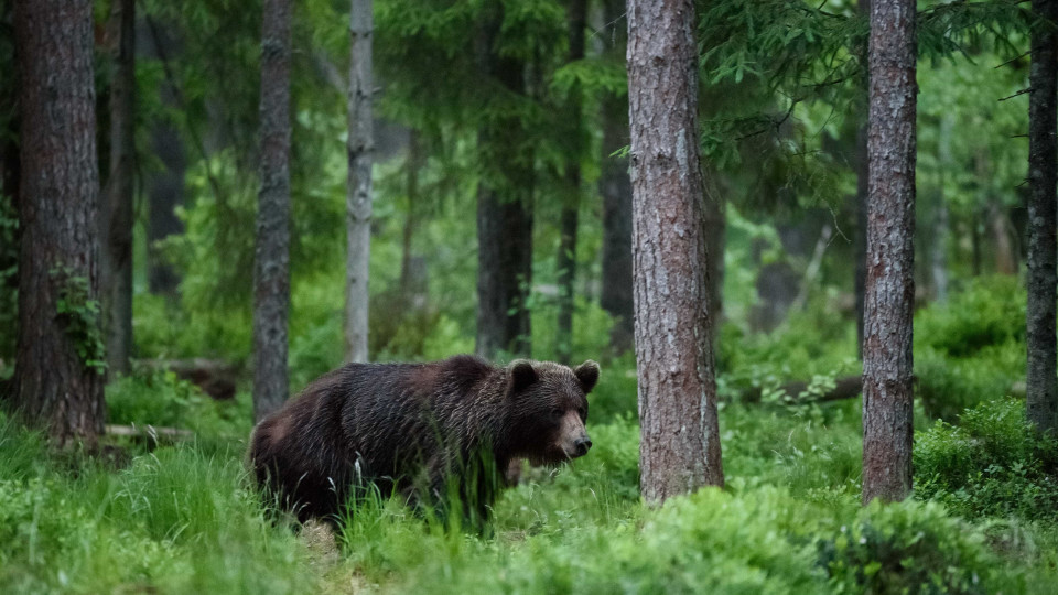 Man killed, police officers injured as bear attack puts Japan on alert