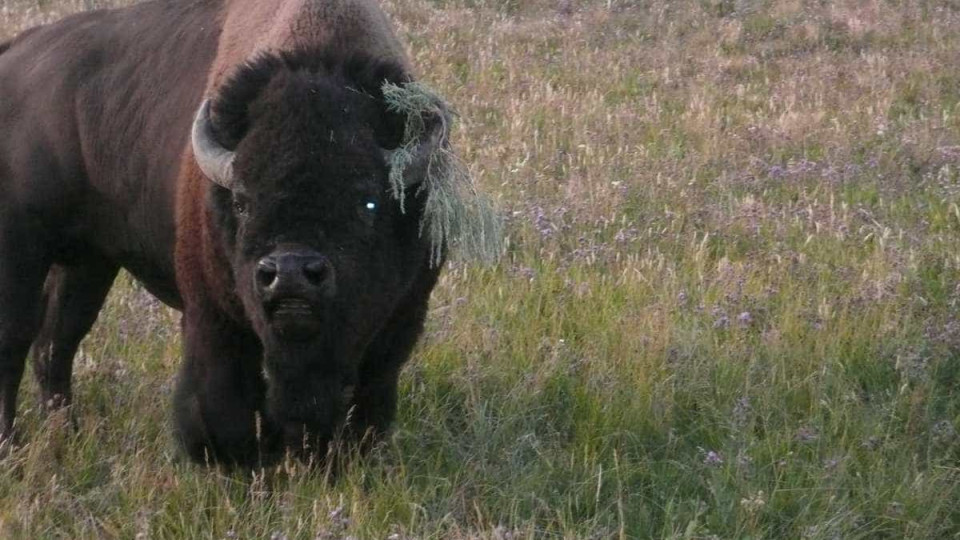 Parque de Yellowstone lança programa de quarentena em bisontes