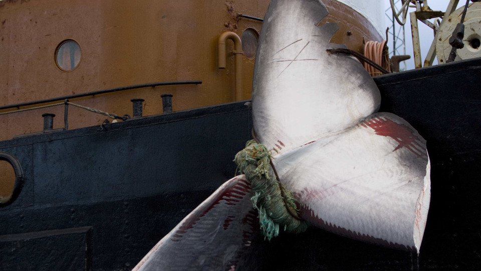 Islândia autoriza caça à baleia (sob críticas de grupos ambientalistas)
