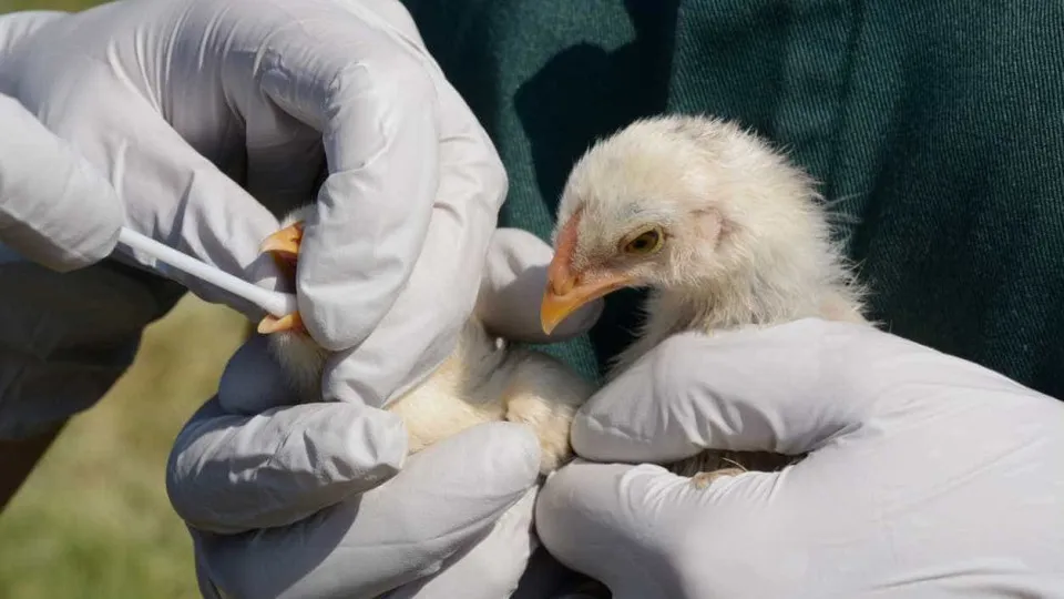 gripe das aves, vírus
