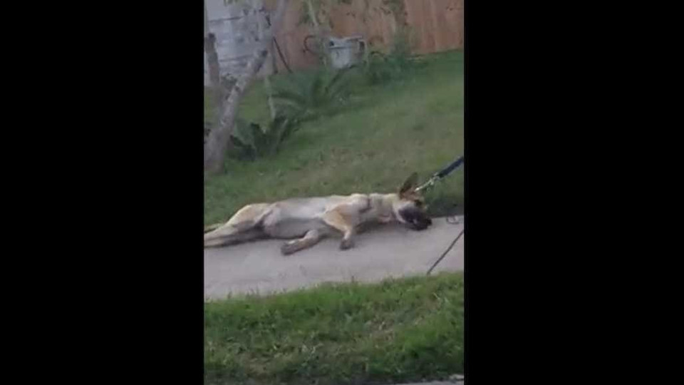 Foi filmado a arrastar cão preso a uma scooter. Agora foi detido