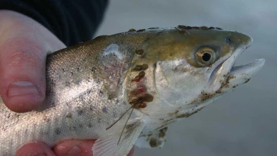 O salmão está a ficar mais caro e a culpa é de... um piolho 