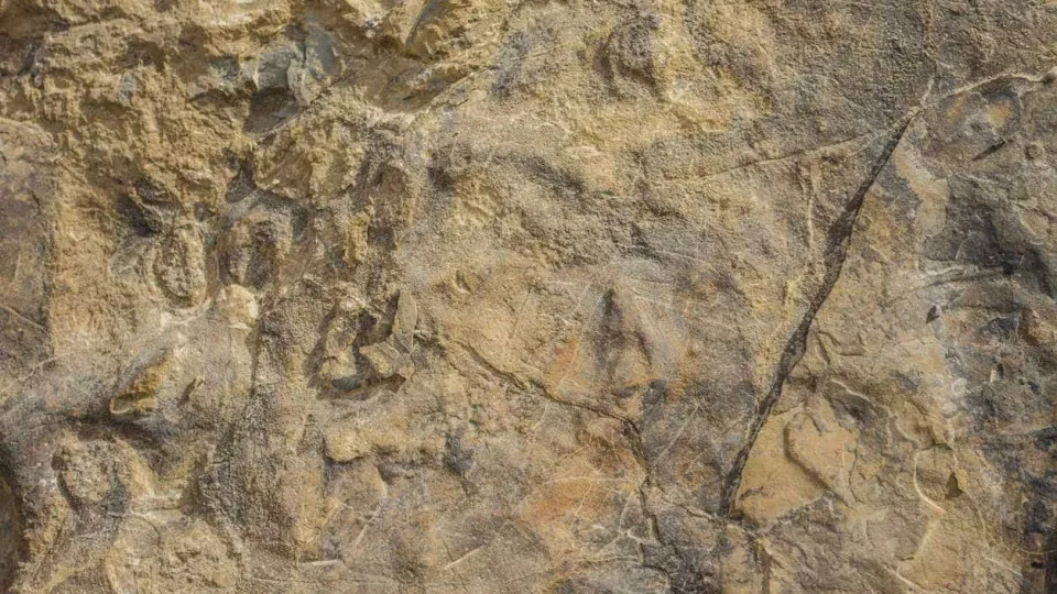 Português entre descobridores de maior predador fossilizado de Moçambique