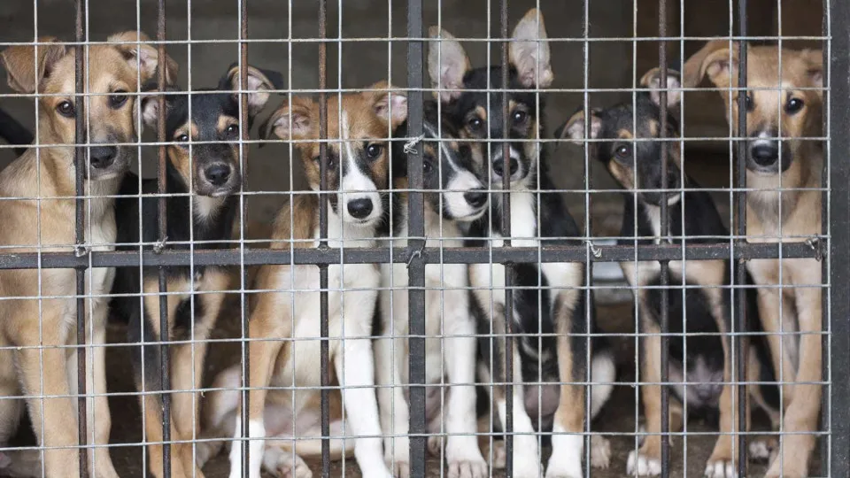 Viana exige reavaliação da lei por "não ter solução" para cães vadios
