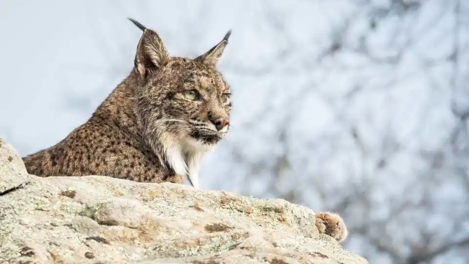 Aplicação quer ajudar a proteger linces de condutores