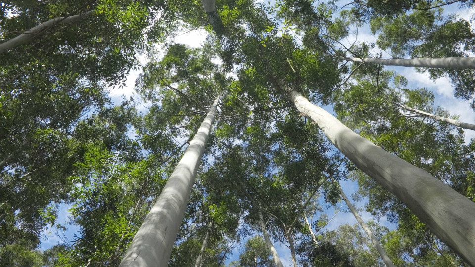 Mato de terreno público por limpar há 12 anos "invadiu" quintal em Viana